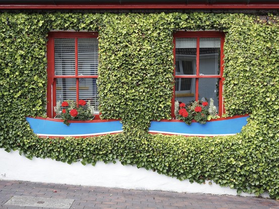 Two red-framed windows covered in ivy, each with a window box in the form of a boat and painted blue and red, displaying red flowers.