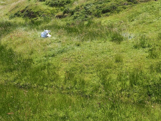 A white calf lying in a green grassy field.