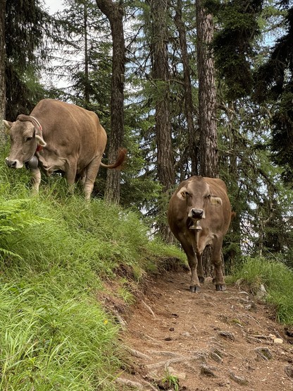 Two cows walking on a forest path, surrounded by trees and greenery.