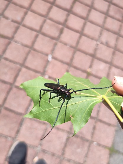 Ein grösser, länglicher, schillernder Käfer mit sehr langen fühlern auf einem Platanenblatt.
Im Hintergrund die Pflastersteine eines Parkplatzes.