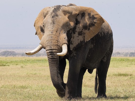 An elephant with large tusks and dirt-covered ears standing on grassy plains in Amboseli National park, Kenya. 