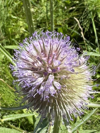 Distel mit Fliege
Thistle mit Fliege