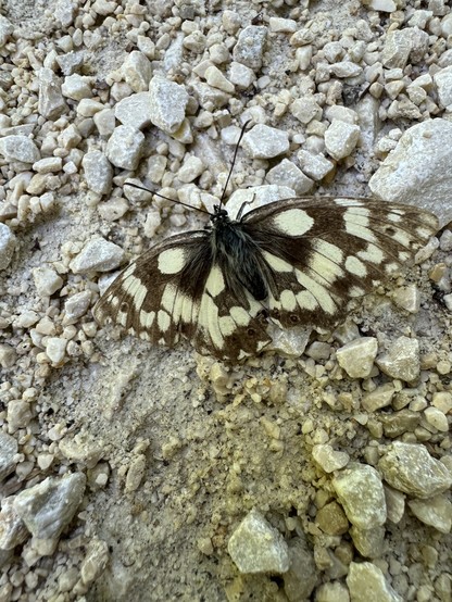 Schachbrett Schmetterling
checkerboard butterfly
