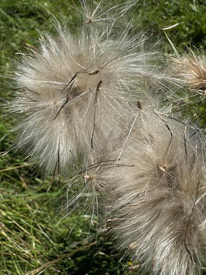 Verblühte Distel
Withered thistle
