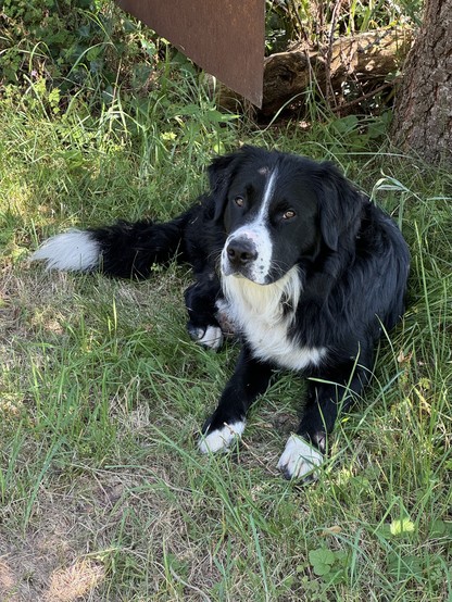 Sanchoz, schwarz/weisser Mischling
Sanchoz, black/white mixed breed
