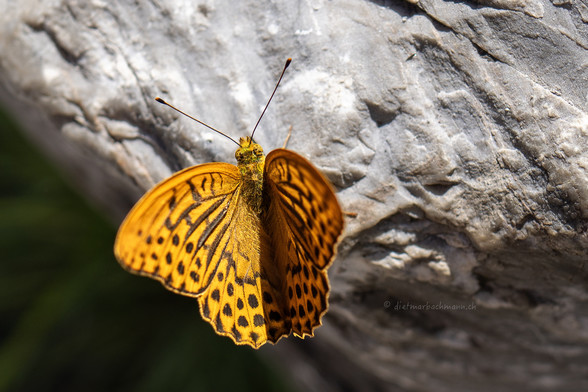 Das Bild zeigt einen orangefarbenen Schmetterling mit schwarzen Flecken, der auf einem grauen, strukturierten Felsen sitzt. Der Schmetterling breitet seine Flügel aus, während er auf dem Felsen ruht, was seine detaillierte Flügelmusterung hervorhebt. Die Umgebung ist leicht verschwommen, sodass der Fokus auf dem Schmetterling und der Felsstruktur liegt.