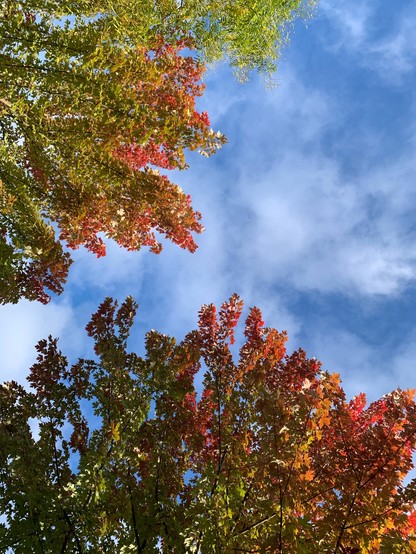 blick in einen blauen himmel mit leichten schäfchenwölkchen und zwei sich an den rändern bereits herbstlich verfärbten baumkronen. 