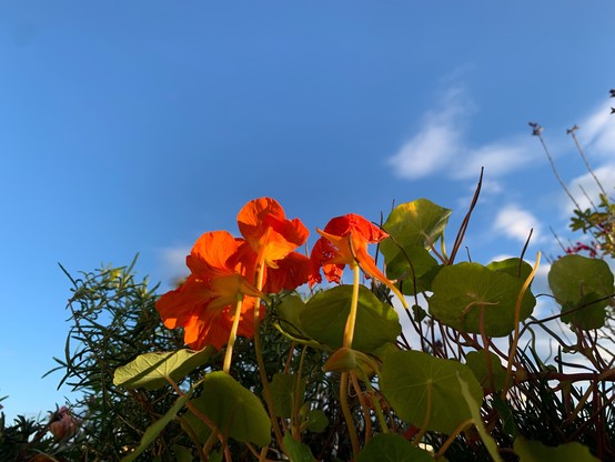 orange leuchtende kapuzinerkresse blüten vor strahlend blauem himmel. 