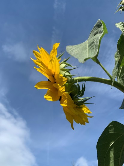 sonnenblume seitenaufnahme. dahinter blauer himmel. 