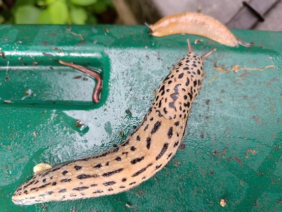 Nachtschnecke aus der Familie der Schnegel: Tigerschnegel- Der Tigerschnegel wird bis zu 20 Zentimeter lang. Auf braunem, grau-gelblichen Untergrund findet sich ein wildes Muster aus dunklen länglichen Flecken und Punkten