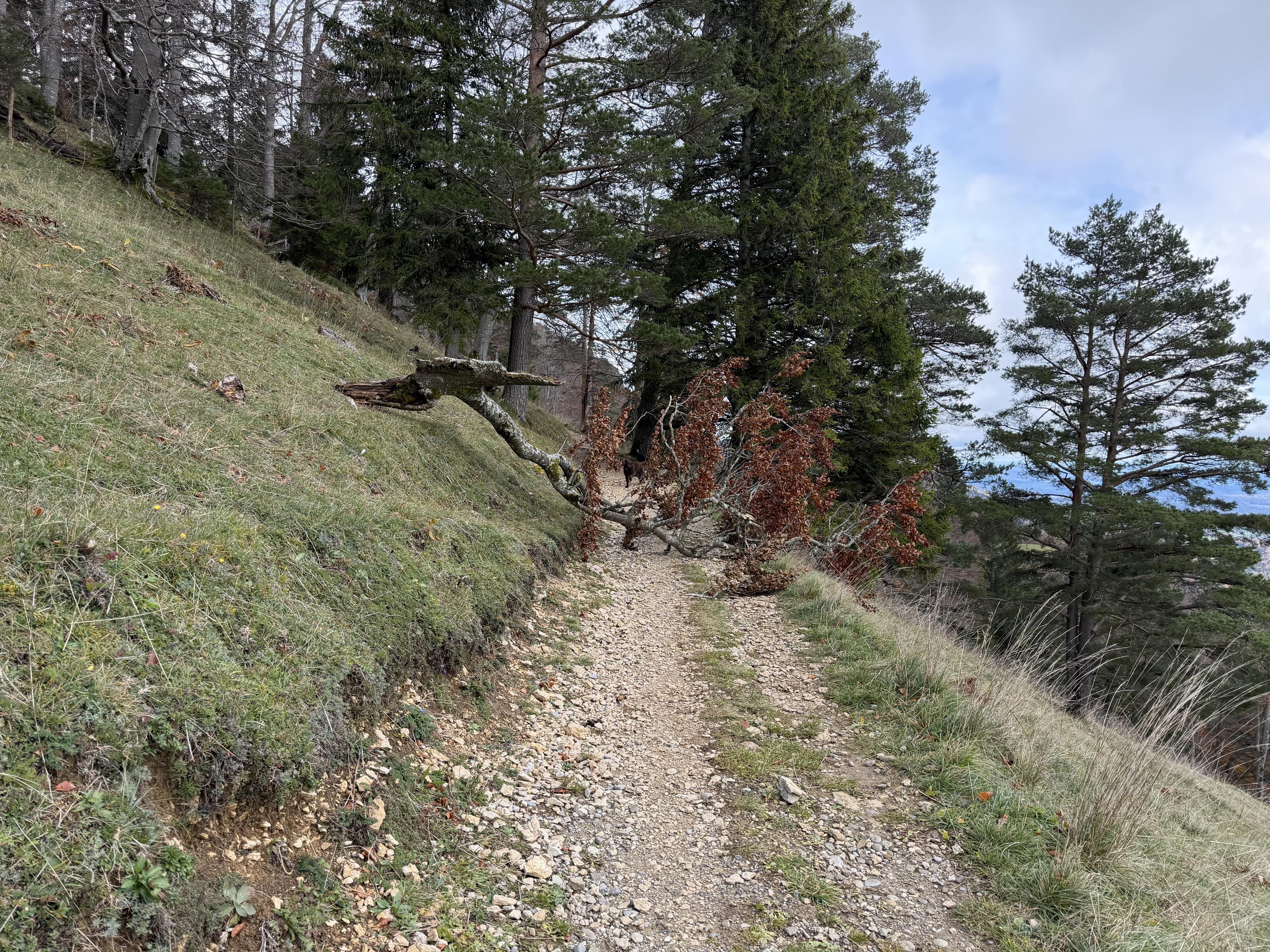 Ein grosser Ast liegt [ber den Wanderweg, links und rechts Wiese und Bäume 
A large branch lies across the hiking trail, meadow and trees to the left and right.