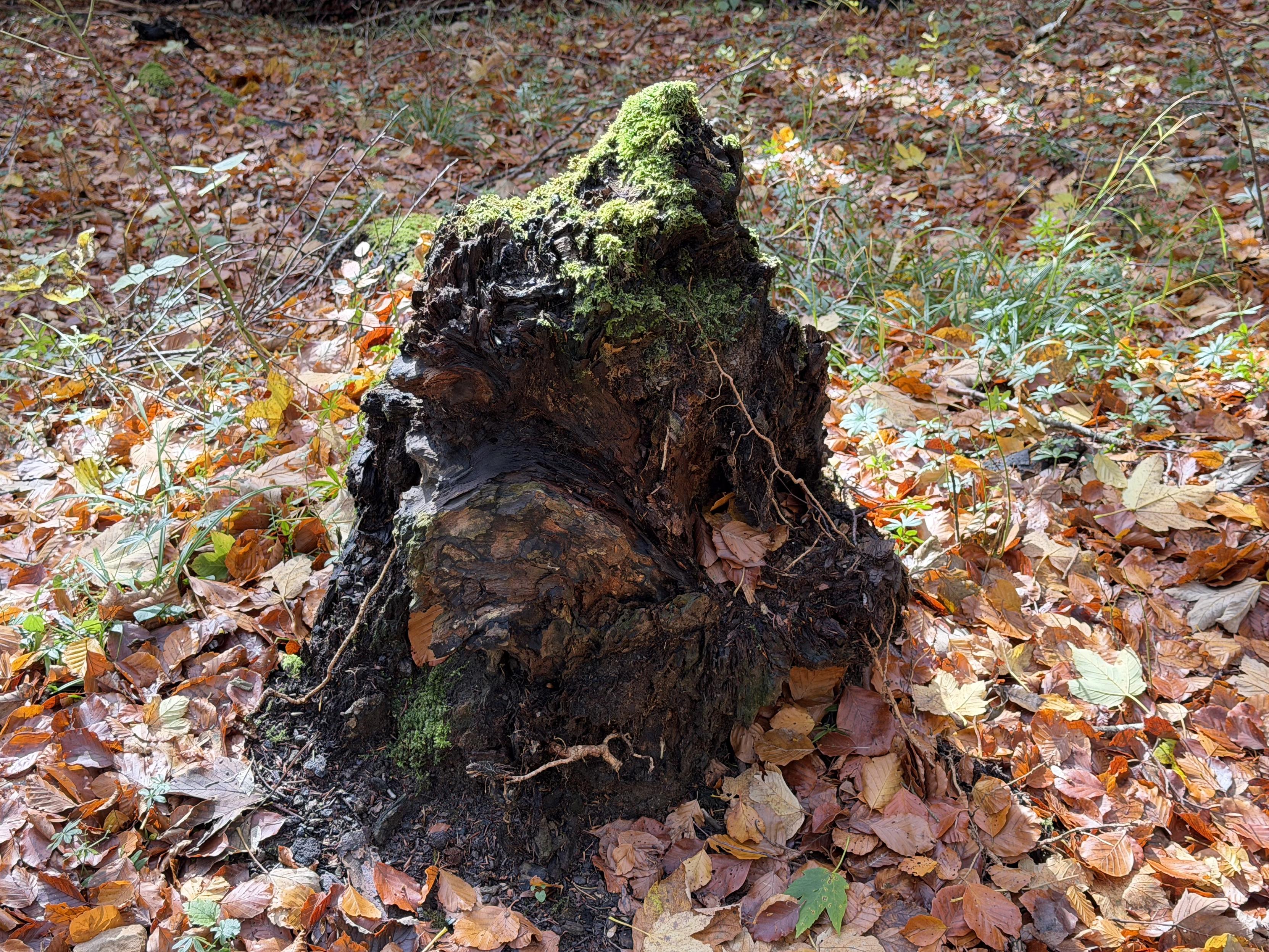 Eine ältere Baumstamm bedeckt mit Moos, rundherum liegt Herbstlaub
An old tree trunk covered with moss, surrounded by autumn leaves.