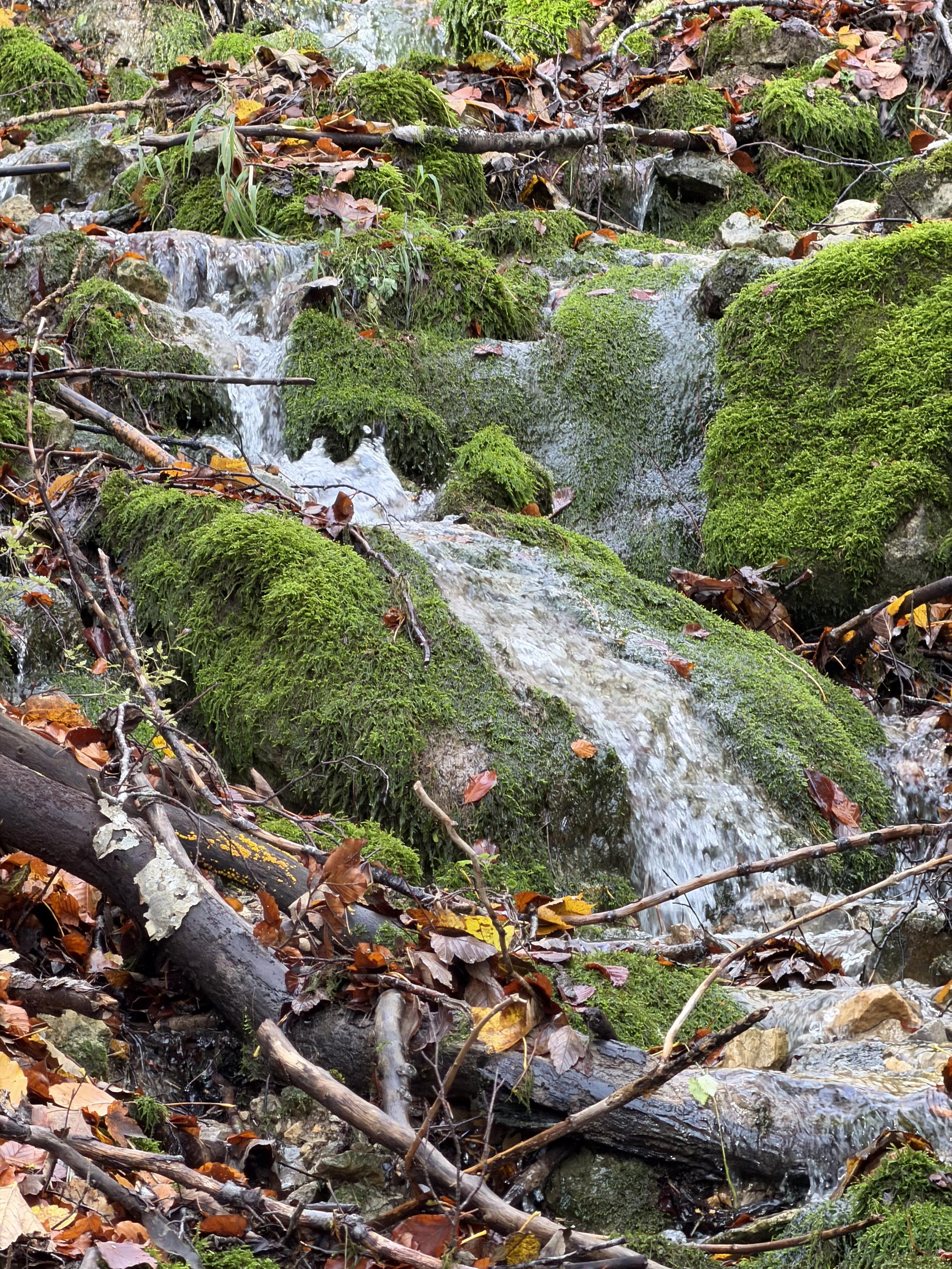 Ein kleiner Bach im Wald, rundherum Herbstlaub, Felsen und Moos
A small stream in the forest, surrounded by autumn leaves, rocks, and moss.