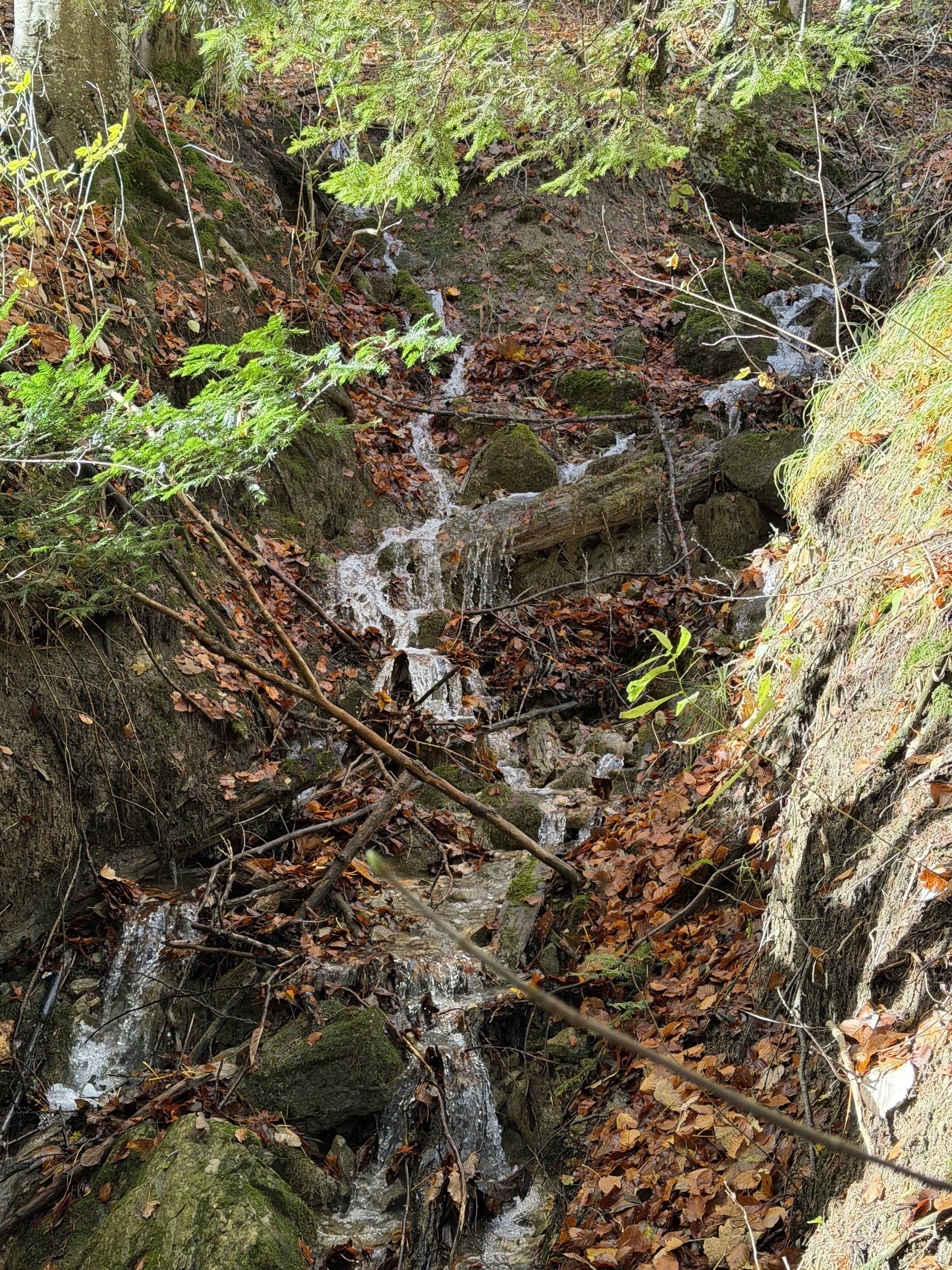 Ein kleiner Bach im Wald, rundherum Herbstlaub, grüne Waldpflanzen und Felsen
A small stream in the forest, surrounded by autumn leaves, green forest plants, and rocks