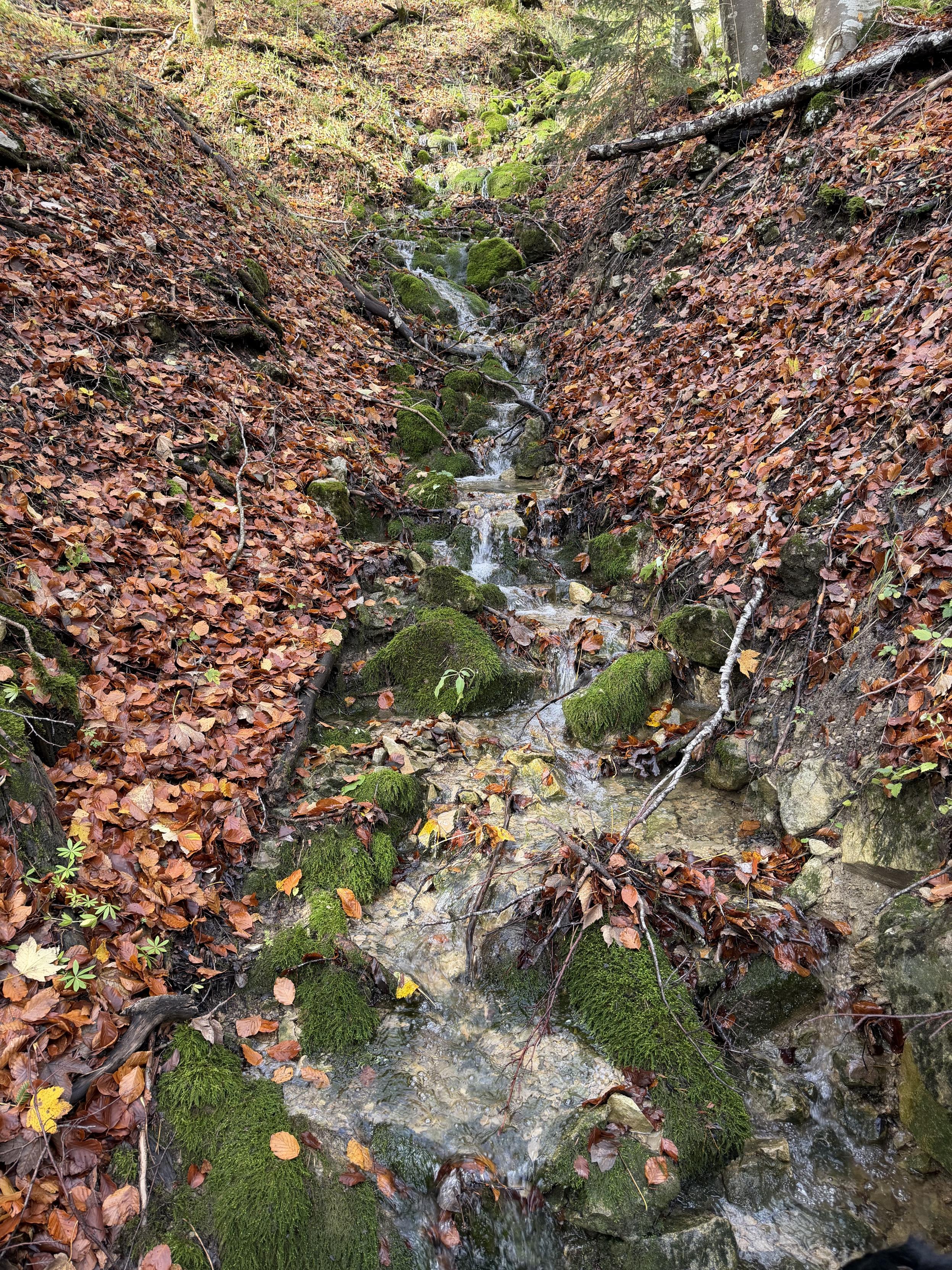 Ein kleiner Bach im Wald, rundherum Herbstlaub, Felsen und Moos
A small stream in the forest, surrounded by autumn leaves, rocks, and moss.
