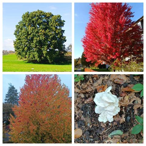 Herbst. Drei Bäume zu sehen: links oben, ein Baum mit noch grünen Blättern, rechts daneben ein Laubbaum mit roten Blätern, links unten ein Baum mit changierendem Blattwerk und rechts daneben, ein weisser Pilz 