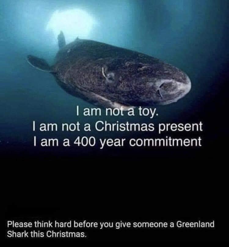 The image features a Greenland shark swimming in blue water with light filtering from above. Text overlaid on the image reads, "I am not a toy. I am not a Christmas present. I am a 400 year commitment." Below this, the message continues, "Please think hard before you give someone a Greenland Shark this Christmas." The overall message is a caution against giving Greenland sharks as gifts, emphasizing that they are a long-term commitment and not something to be taken lightly.