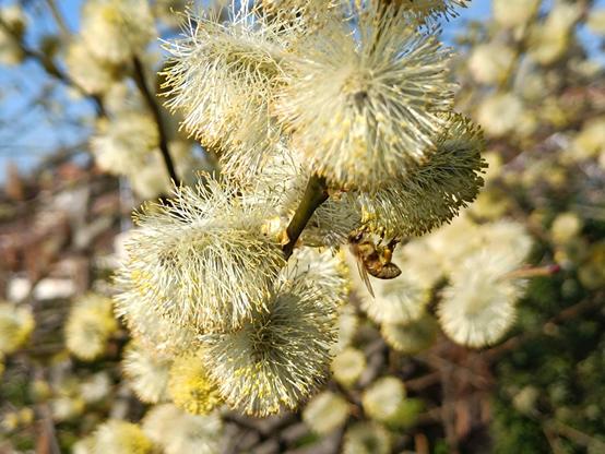 Sal-Weide mit Insekten
