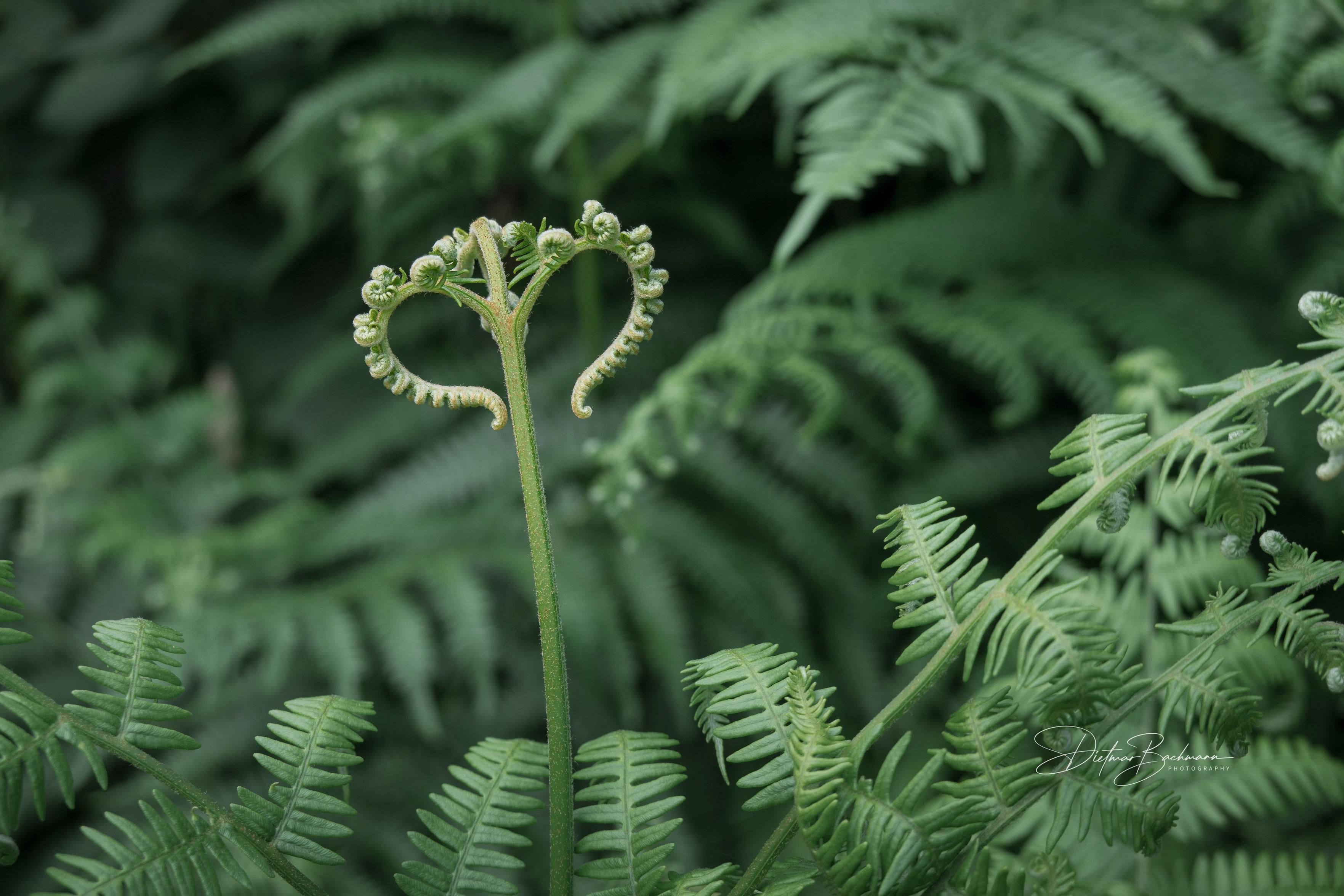 A close-up photo of a green fern, featuring a unique frond shaped like a heart at the top, surrounded by other lush fern leaves in a rich green setting.