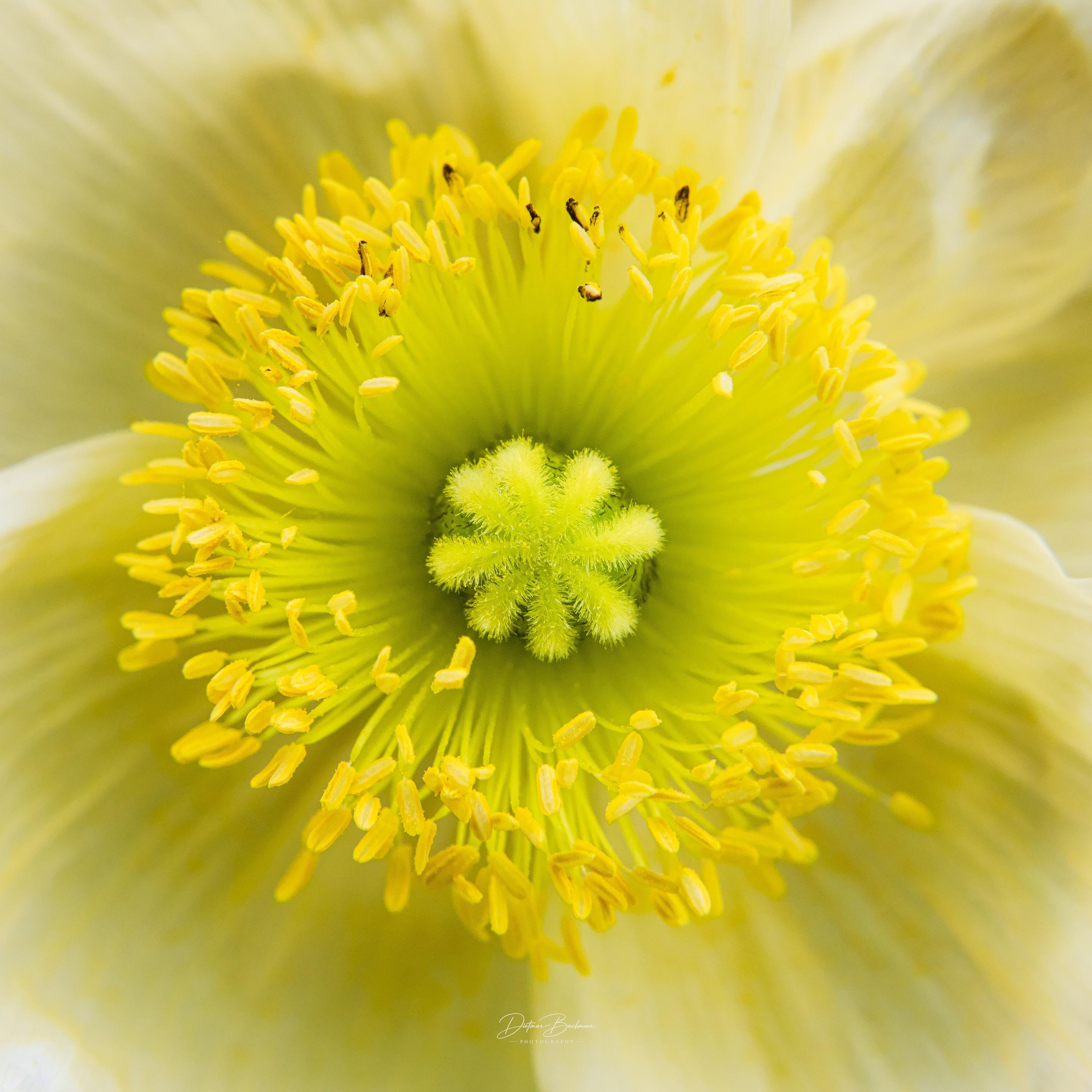 A close-up of a flower's center, featuring vibrant yellow stamens and a bright green pistil. The delicate textures and colors create an intricate and detailed view of its reproductive parts.
