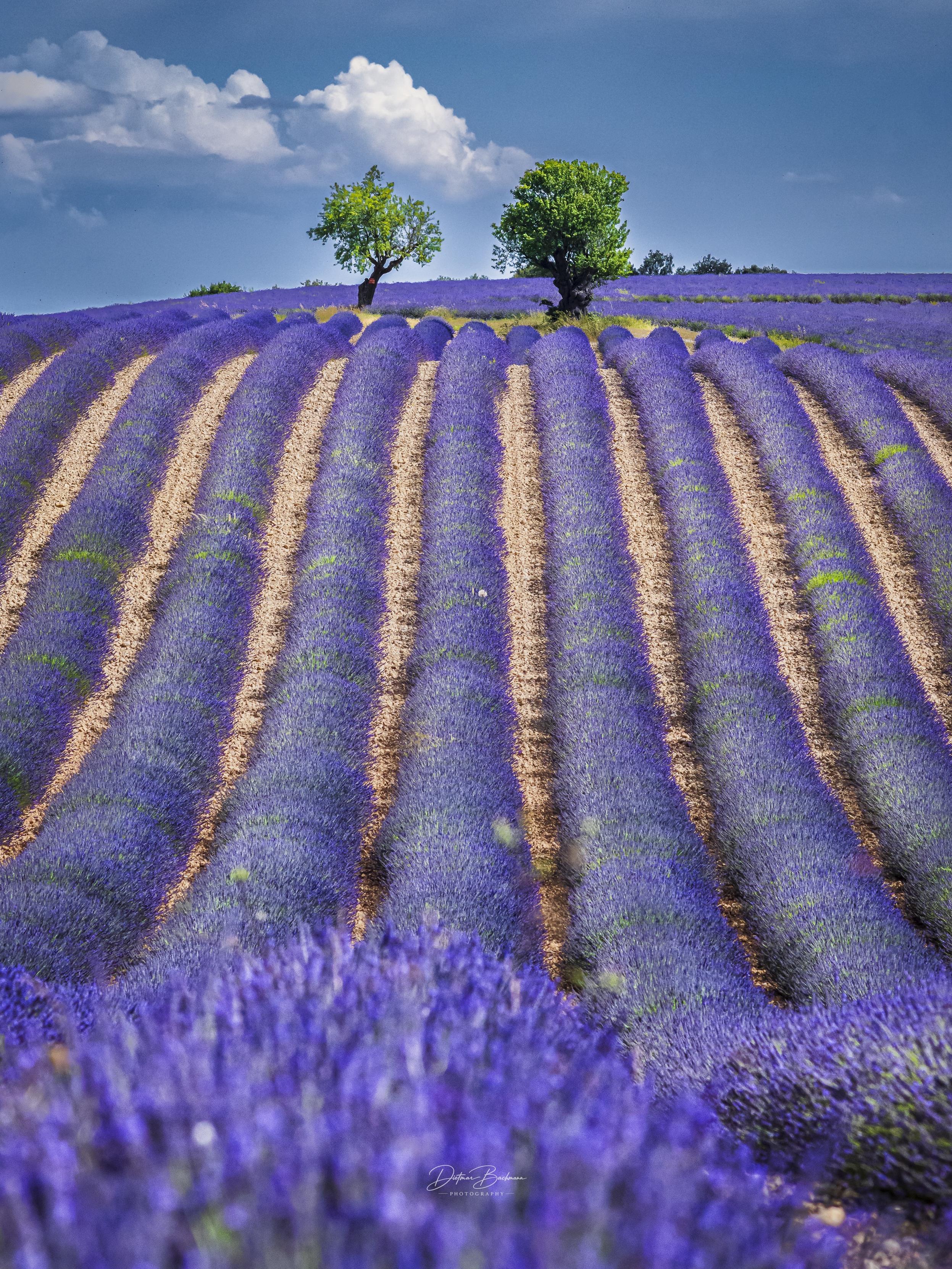 A scenic view of lavender fields featuring vibrant purple rows and two trees in the background under a partly cloudy sky. The landscape displays a gentle slope, enhancing the visual appeal of the lavender.