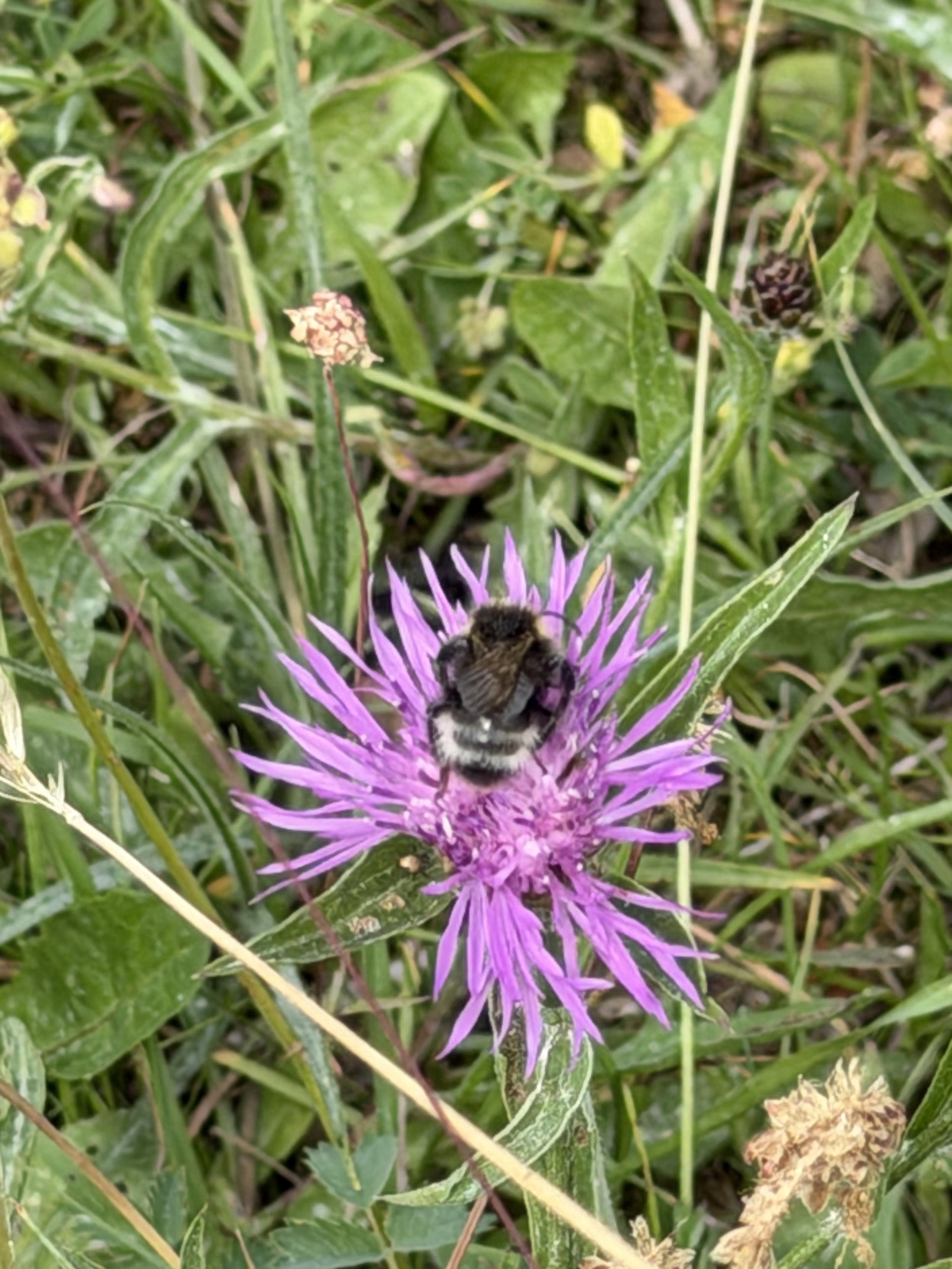 Felsen-Kuckuckshummel (Bombus rupestris) auf Wiesen-Flockenblume (Centaurea jacea)
Rock cuckoo bumblebee (Bombus rupestris) on a Meadow Knapweed (Centaurea jacea)