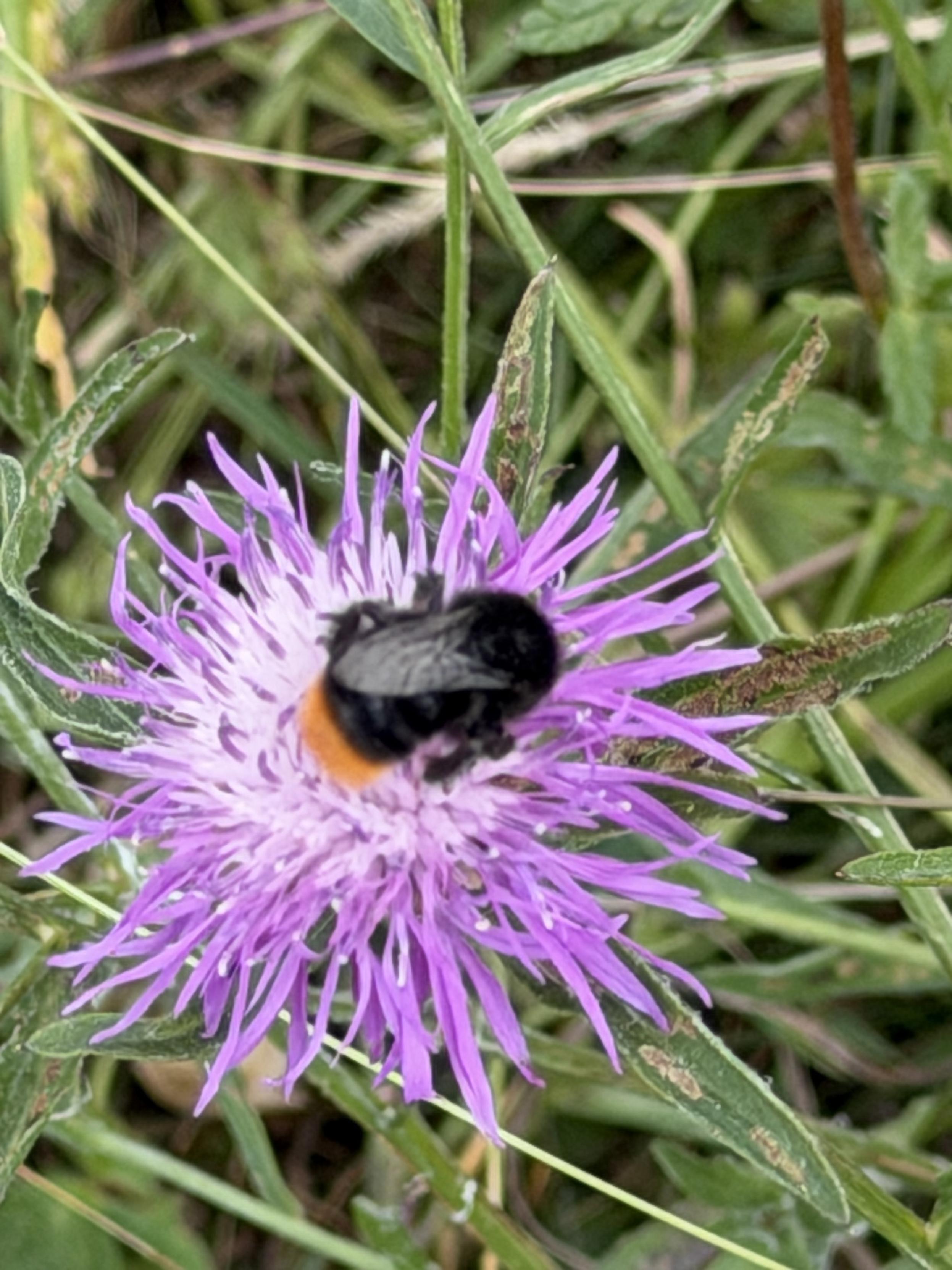 Eine Steinhummel (Bombus lapidarius), die an einer Flockenblume (Centaurea) saugt.
A stone bumblebee (Bombus lapidarius) feeding on a knapweed (Centaurea)