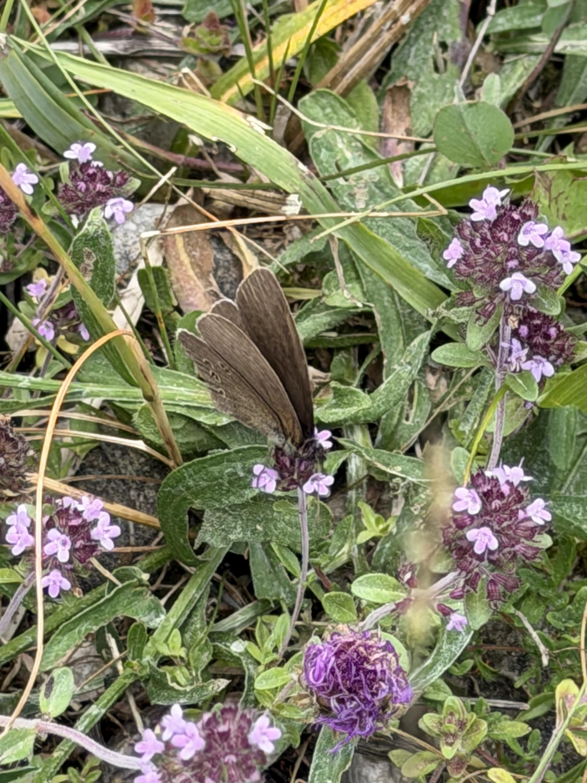Der Braune Waldvogel (Aphantopus hyperantus) ist ein Schmetterling (Tagfalter) aus der Familie der Edelfalter (Nymphalidae) und wird auch als Schornsteinfeger bezeichnet. Das Artepitheton leitet sich von Hyperantus, dem Sohn des Ägyptus aus der griechischen Mythologie ab.
The Brown Wood Butterfly (Aphantopus hyperantus) is a butterfly (diurnal) belonging to the family Nymphalidae and is also known as the Chimney Sweep. The species name is derived from Hyperantus, the son of Aegyptus in Greek mythology.