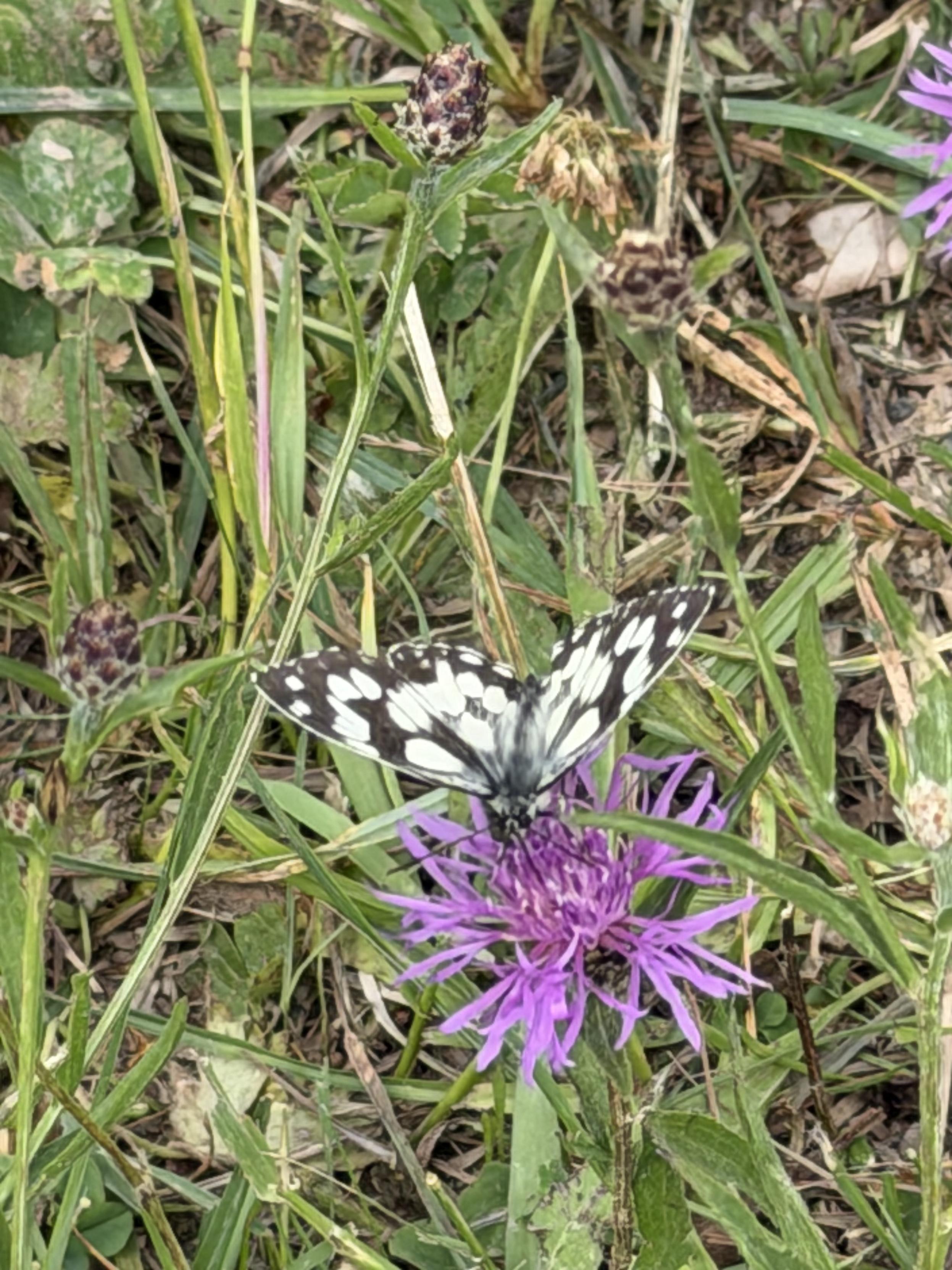 Schachbrettfalter (Melanargia galathea) auf eine Wiesen-Flockenblume (Centaurea jacea)
Melanargia galathea, the marbled white, on a Meadow knapweed (Centaurea jacea)
