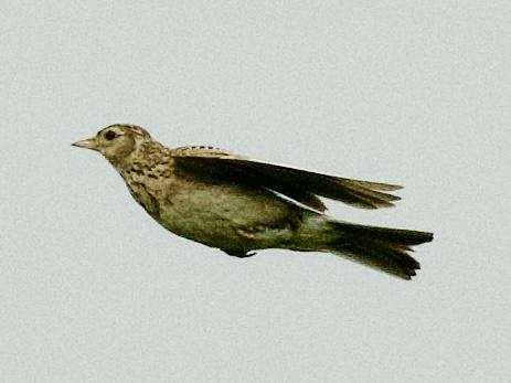 Fliegender Vogel