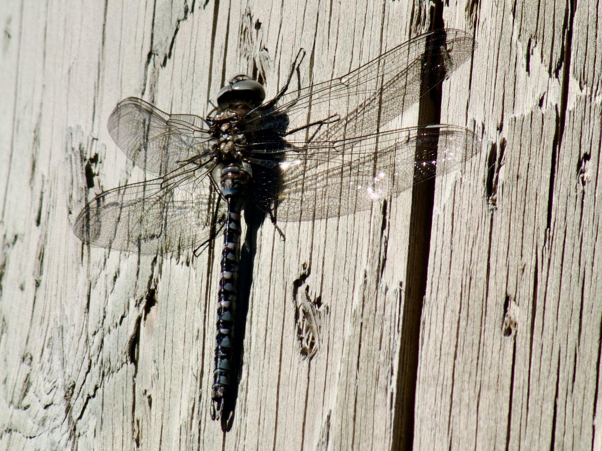 Libelle