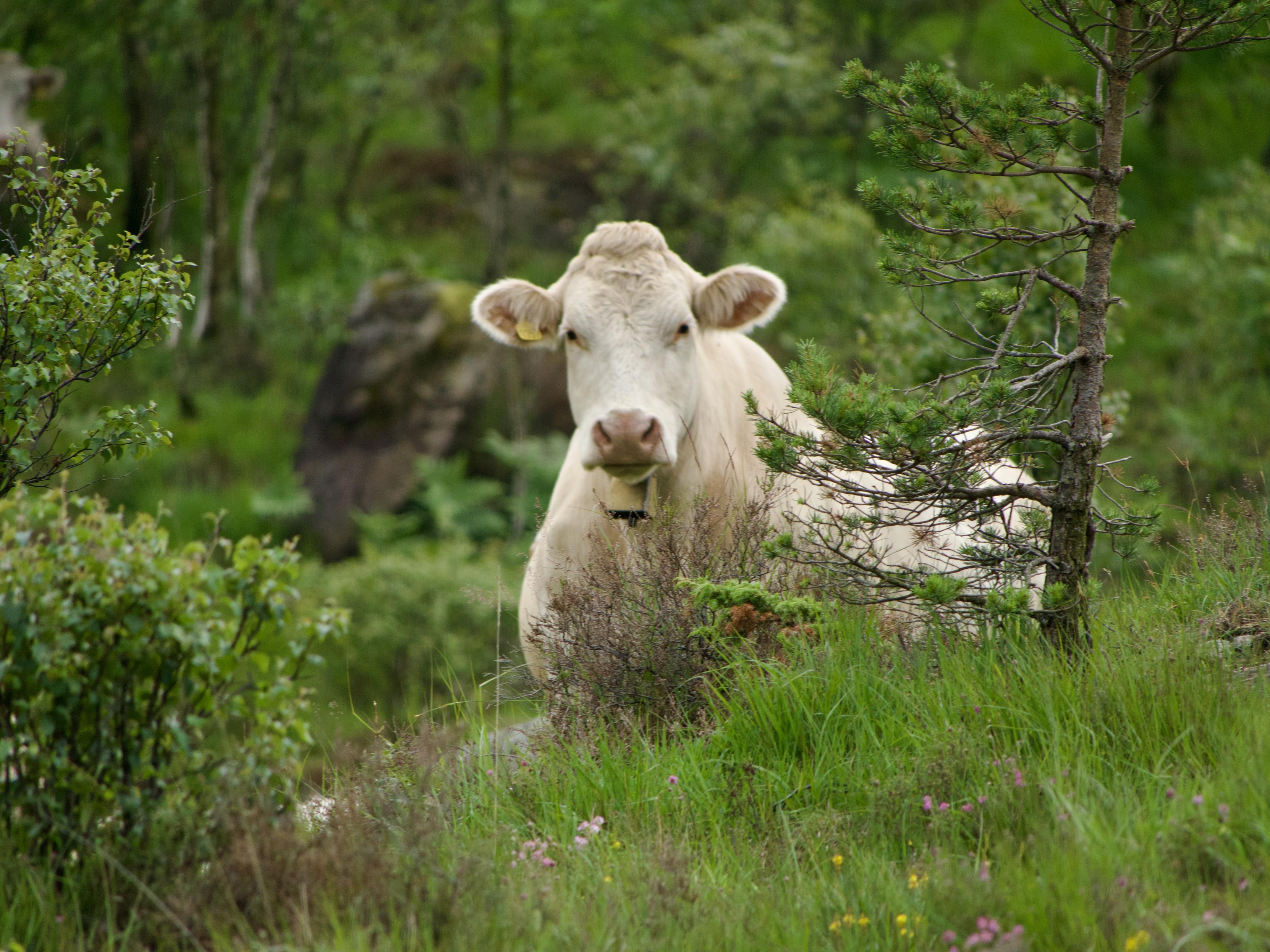 Kuh Portrait