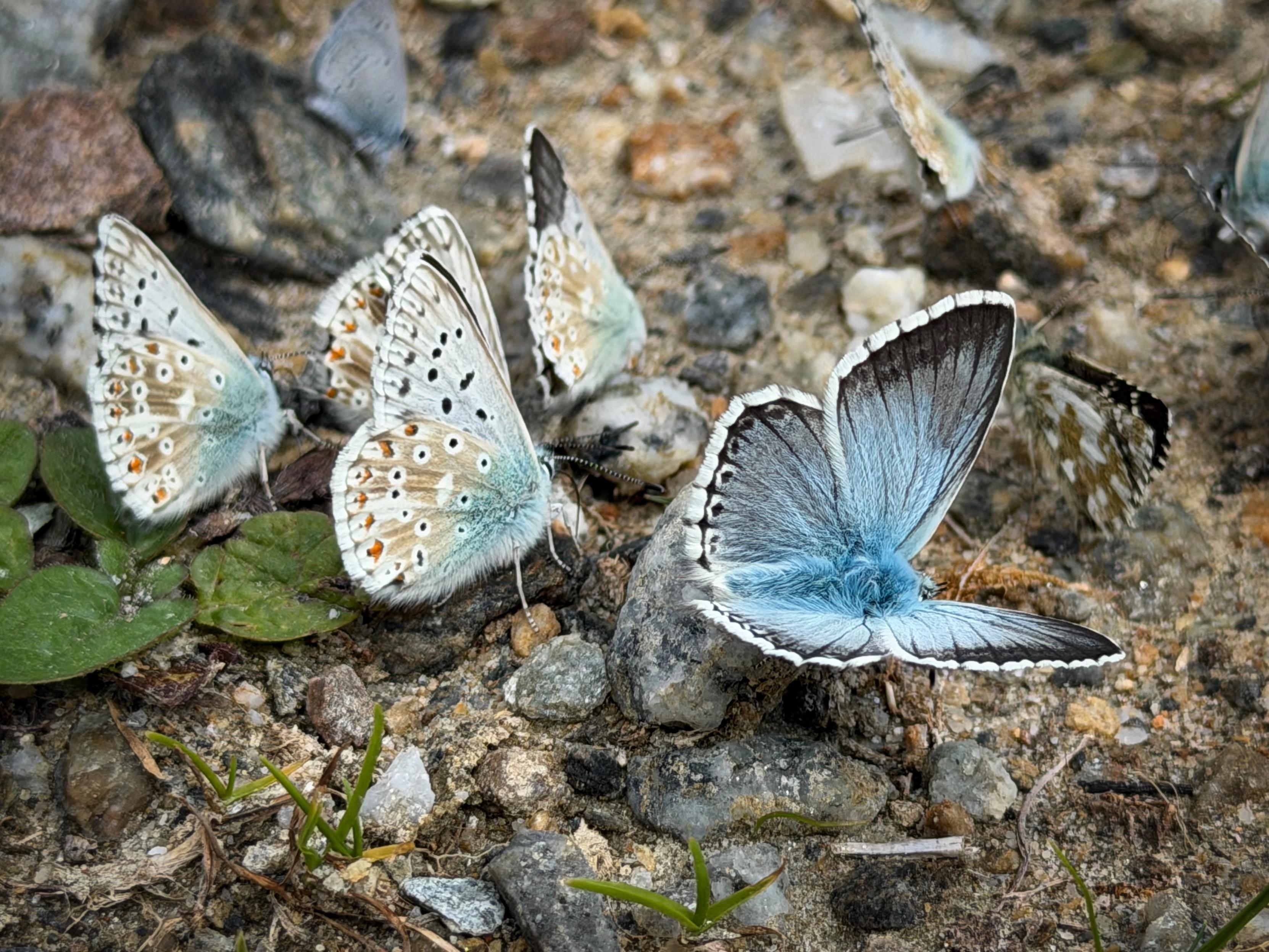 Eine Gruppe von Schmetterlingen, hauptsächlich mit einem großen blauen Schmetterling mit dunklen Rändern, versammelt sich auf felsigem Boden zwischen kleinen Pflanzen. Andere kleinere Schmetterlinge sind vorhanden und zeigen verschiedene Muster und Farben.