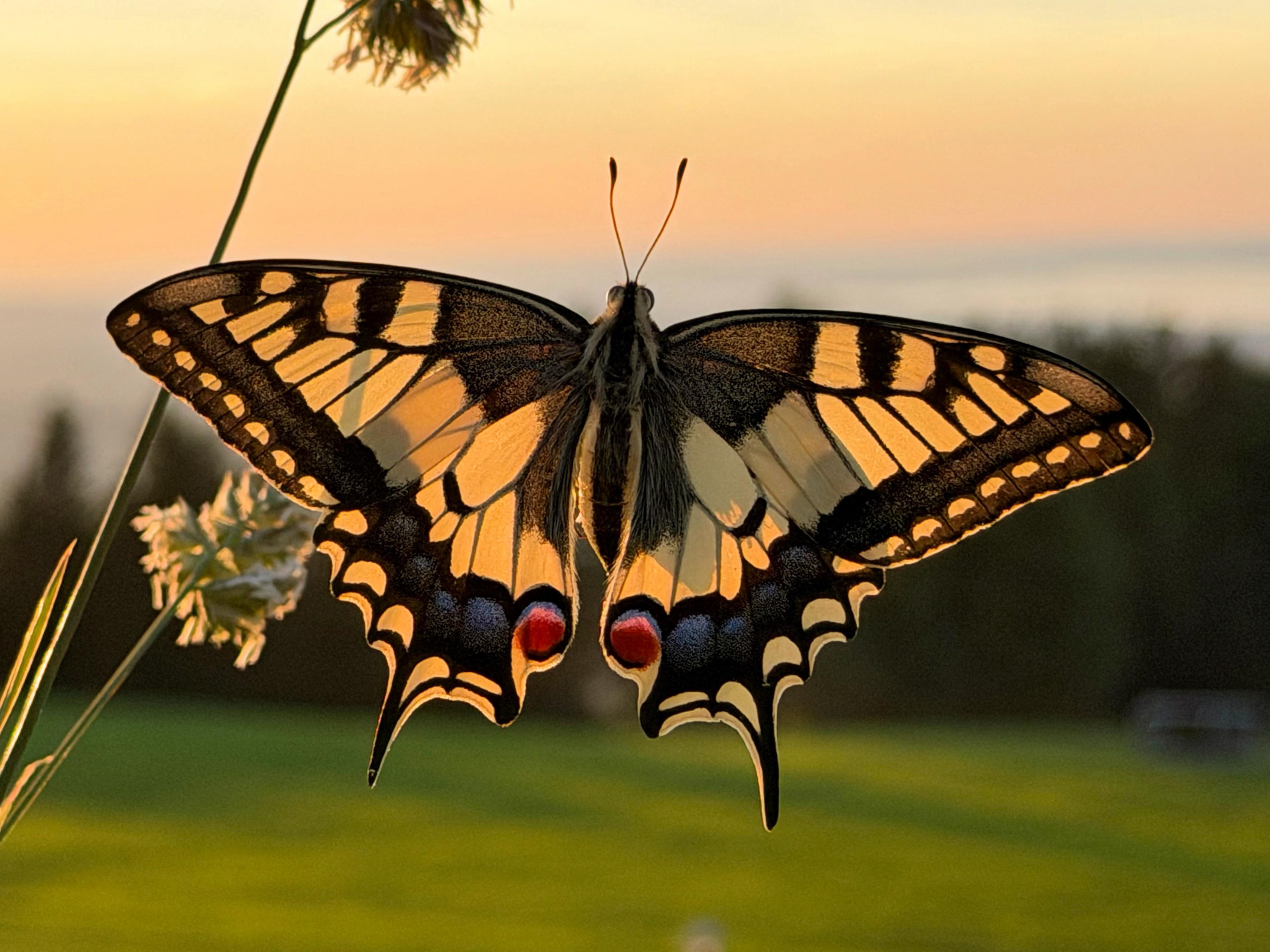 Eine Nahaufnahme eines Schmetterlings mit komplizierten Mustern, mit schwarzen und gelben Flügeln, die mit roten Flecken geschmückt sind. Der Schmetterling sitzt auf einem Grashalm vor einer weichen, Sonnenuntergangskulisse.