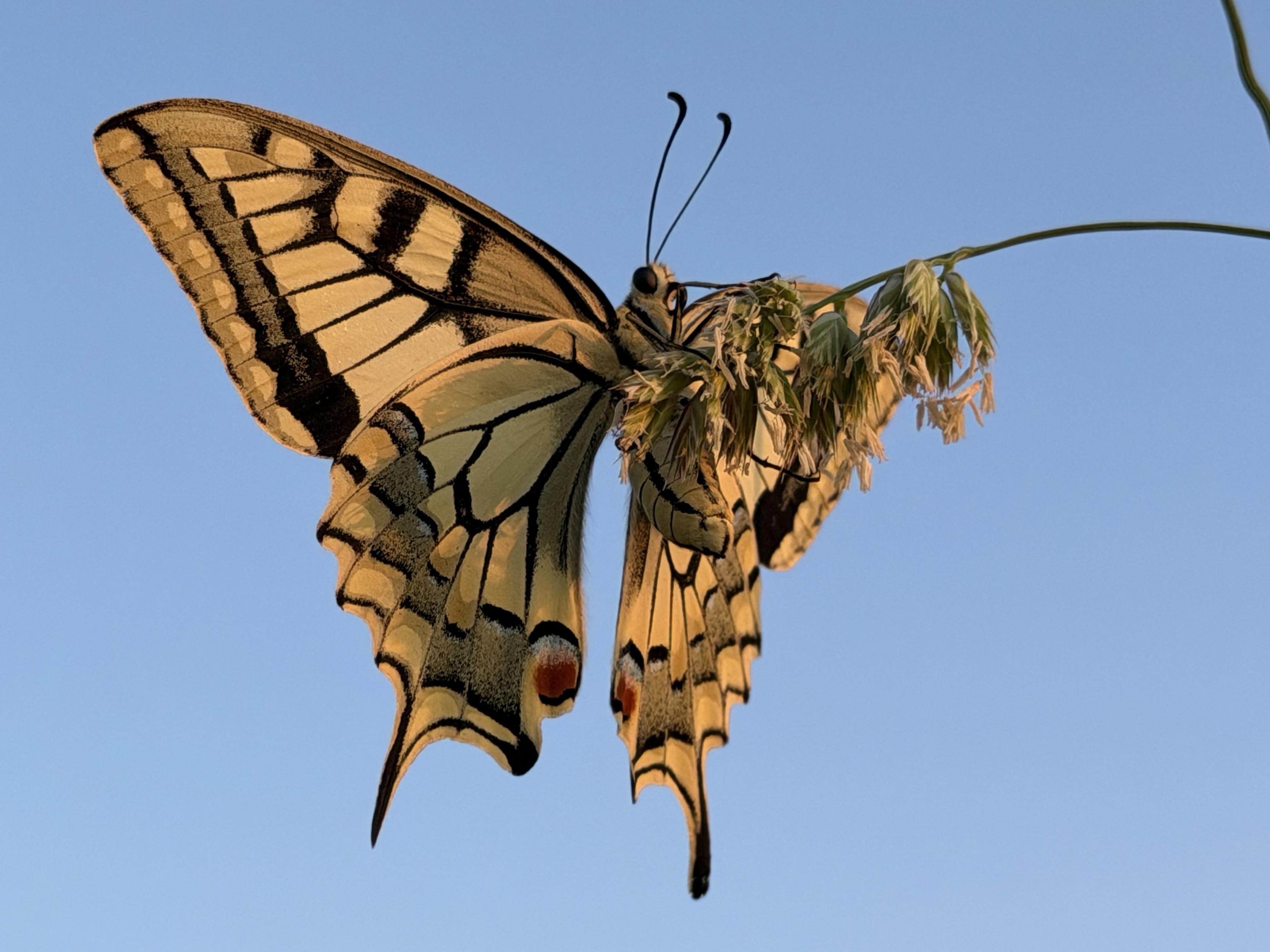 Ein Schmetterling mit komplizierten gelben und schwarzen Mustern sitzt auf einem Grashalm vor einem klaren blauen Himmel.