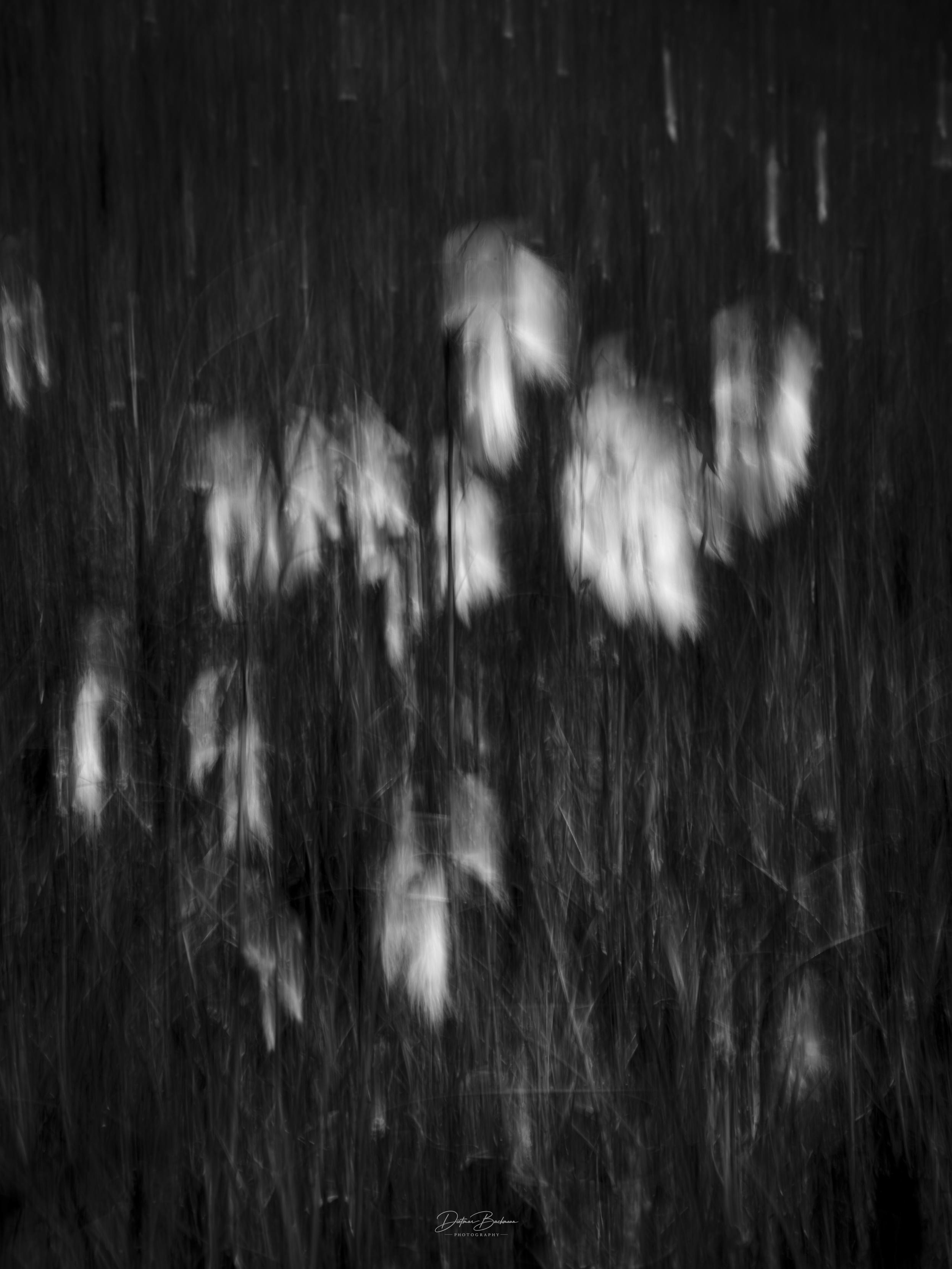 An abstract black and white image featuring blurred white flowers amidst dark grass. The softness and motion create a dreamlike quality.