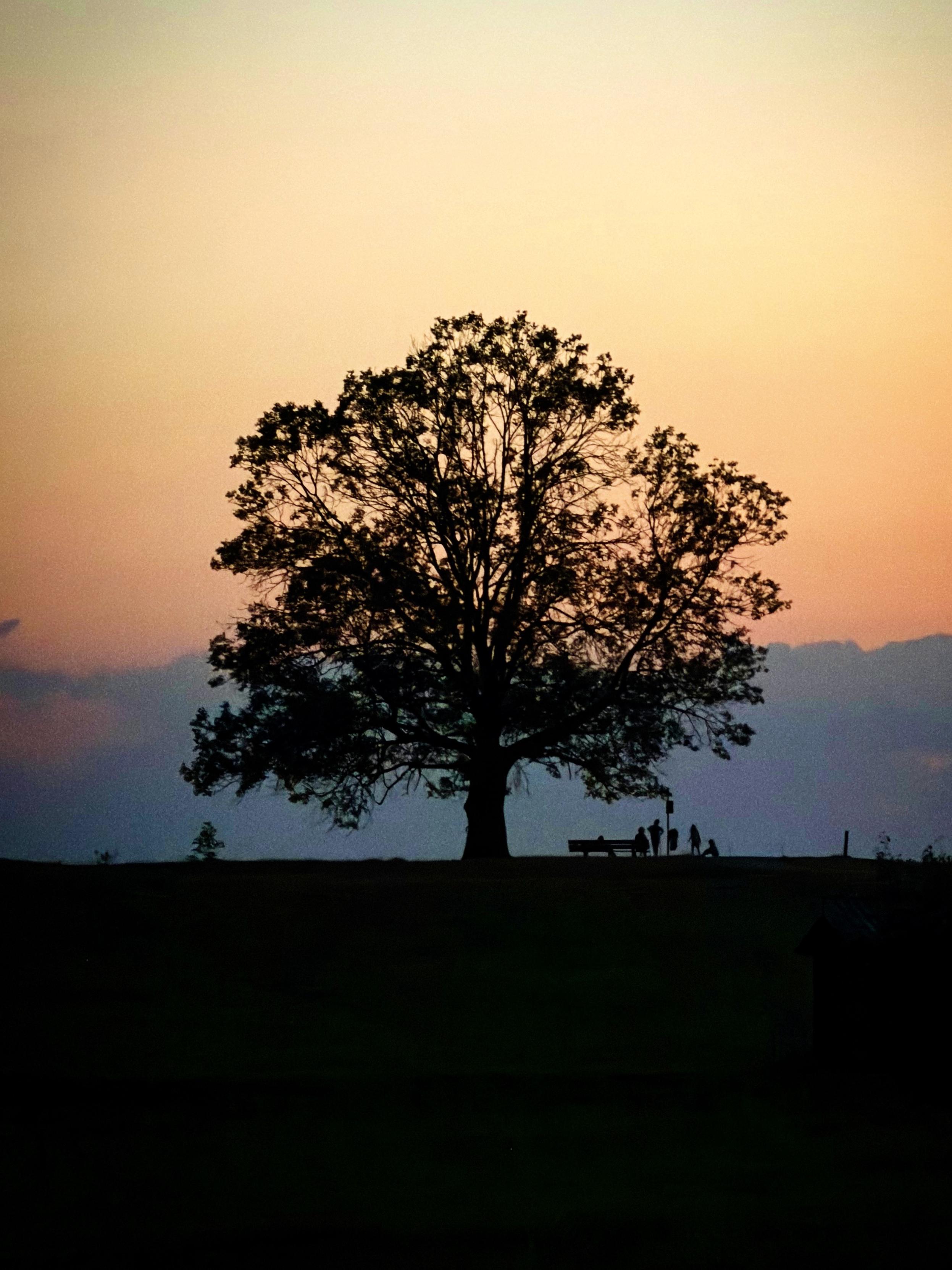 Ein Baum mit Silhouetten steht bei Sonnenuntergang vor einem abgestuften Himmel, mit einer Bank in der Nähe und einer Gruppe von Menschen in der Ferne.