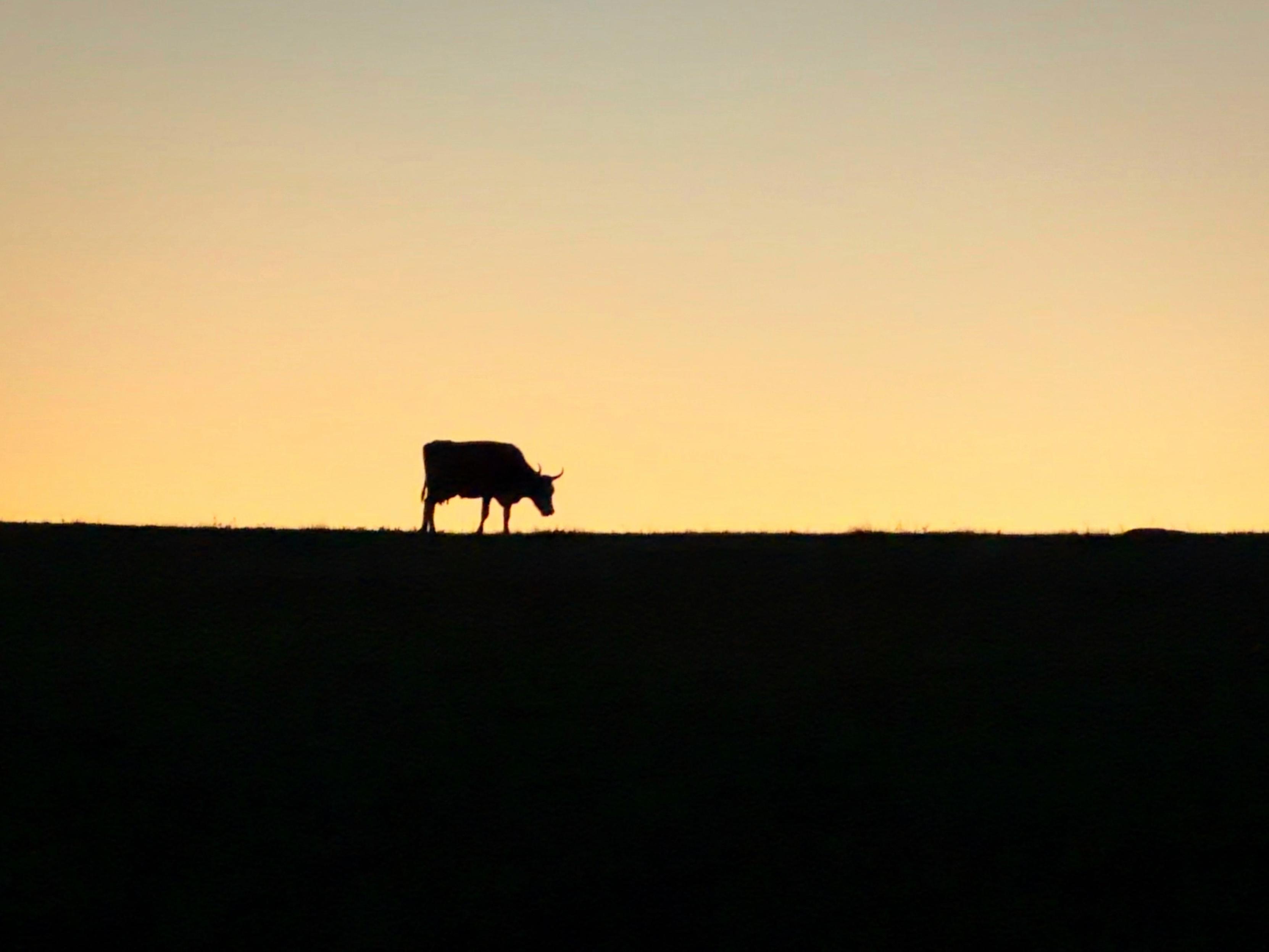 Die Silhouette einer Kuh steht am Horizont vor einem strigenen Sonnenuntergangshimmel.