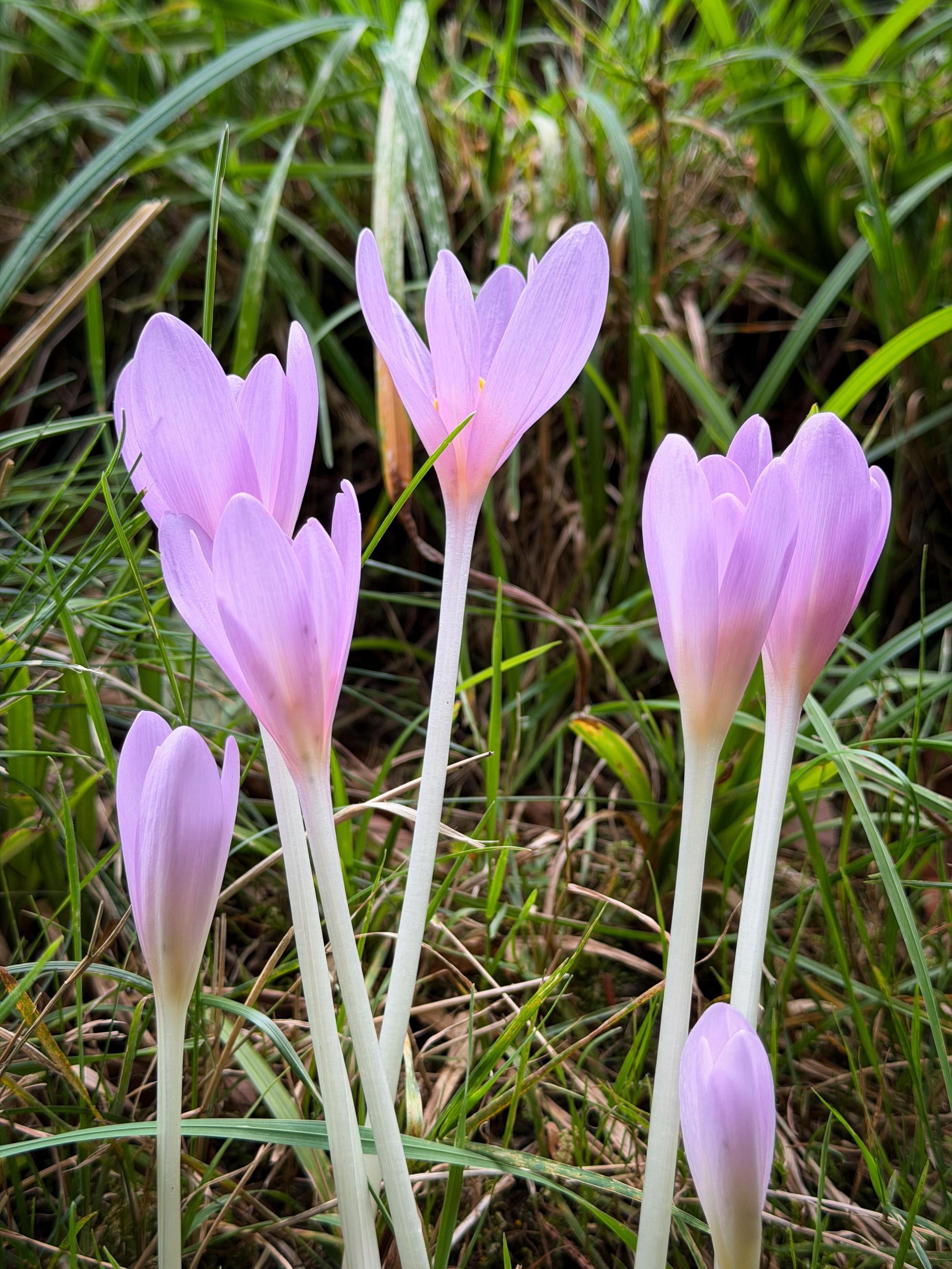 Eine Gruppe von zarten rosa Blüten mit schlanken weißen Stängeln, die zwischen grünem Gras wachsen.