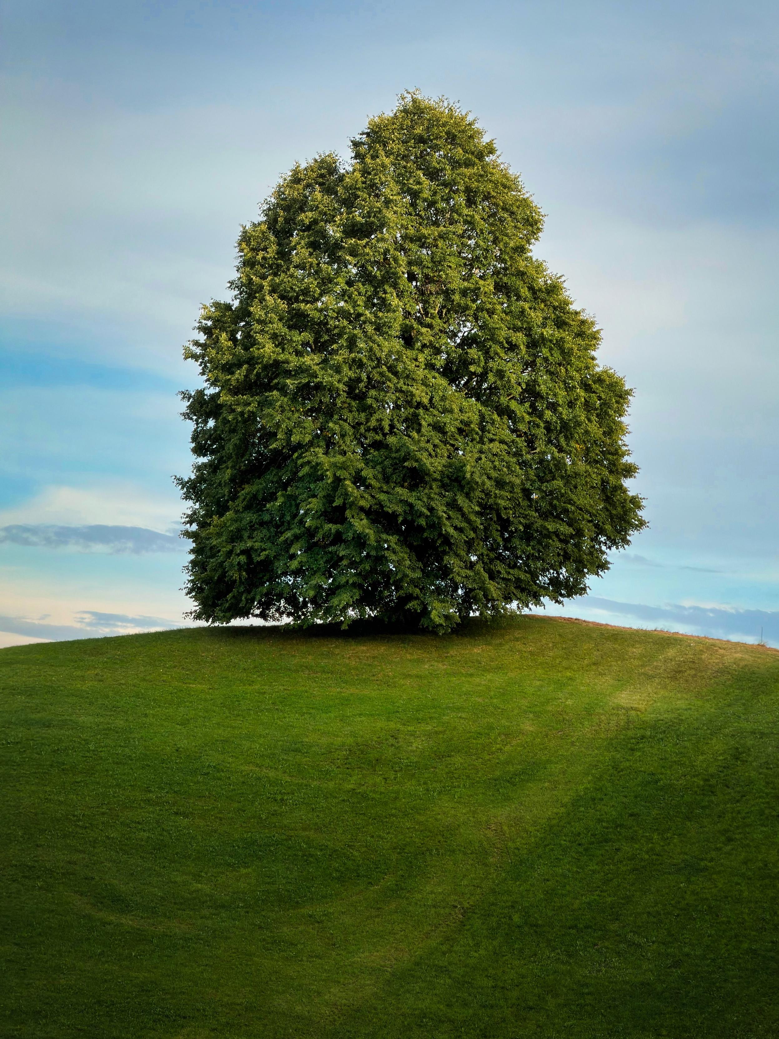 Ein einsamer grüner Baum steht auf einem sanften grünen Hügel unter einem blauen Himmel mit weichen Wolken.