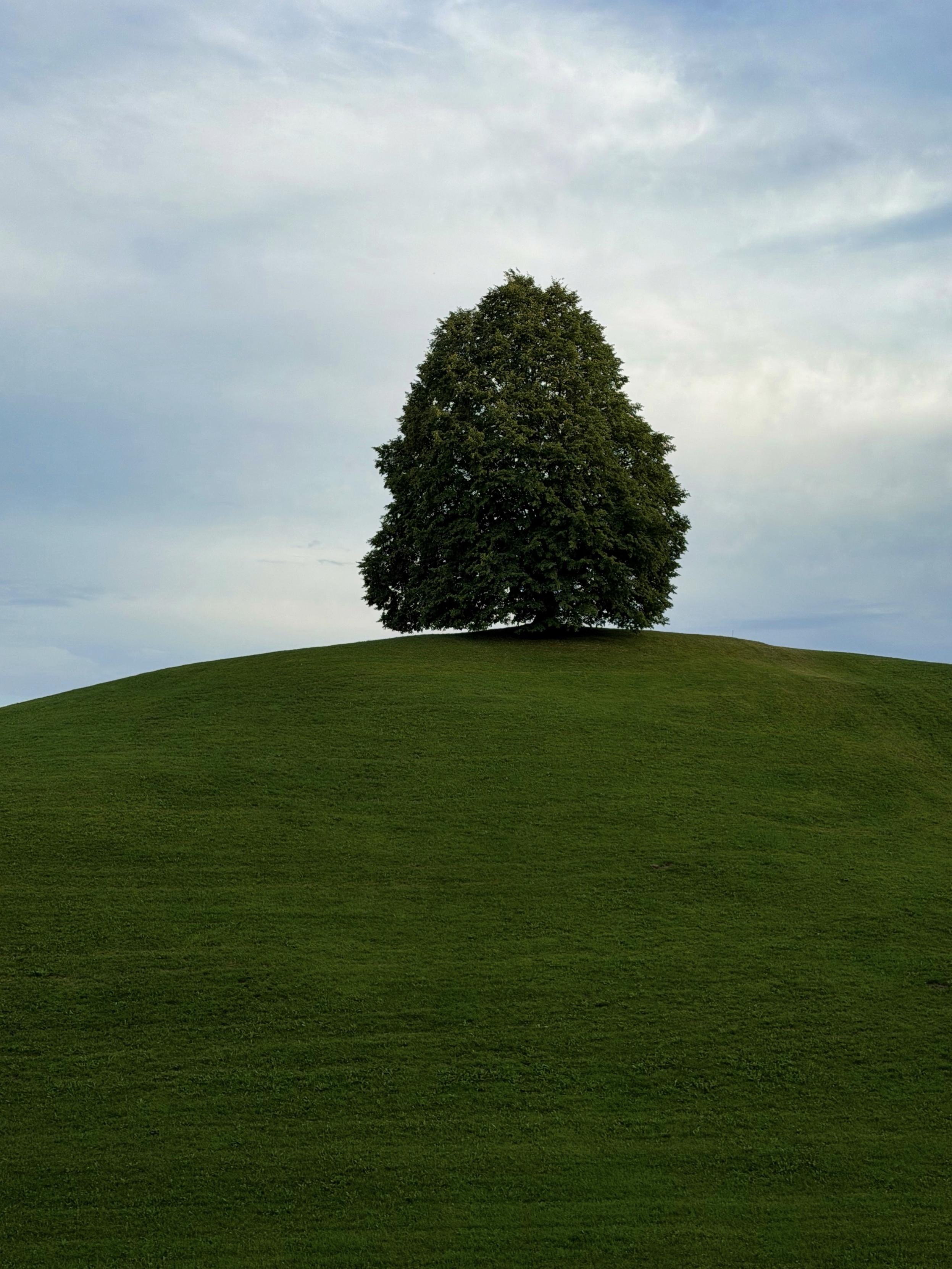 Ein einsamer Baum steht auf einem glatten, grasbewachsenen Hügel mit einem bewölkten Himmel über ihm.