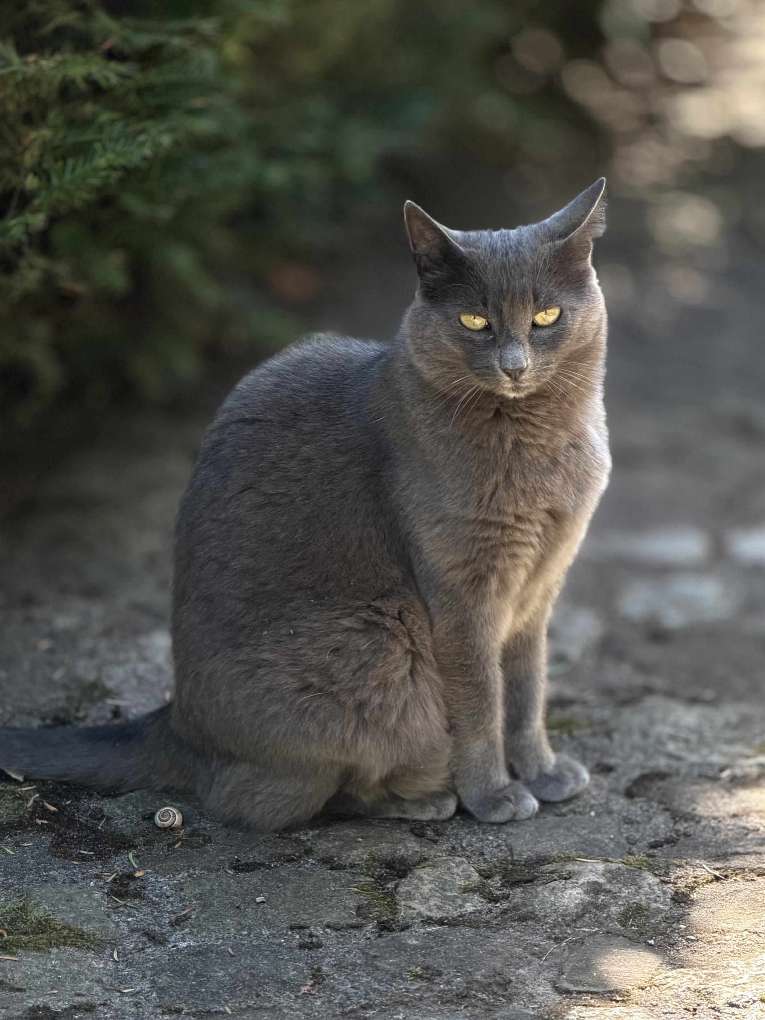 A gray cat sitting on a stone path, surrounded by greenery. The cat has yellow eyes and a focused expression. A small snail is visible on the ground nearby.
