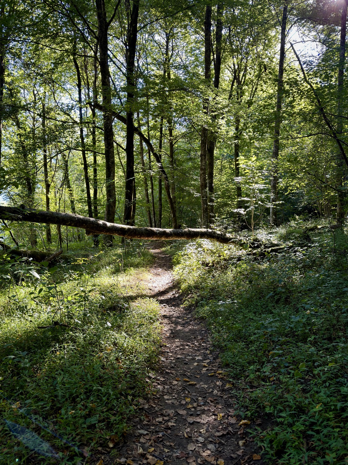 die sonne beleuchtet im grünen wald einen baum, der schräg über dem weg liegt