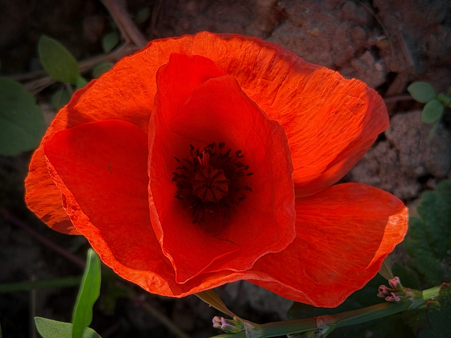 eine rote mohnblüte von der untergehenden sonne beleuchtet