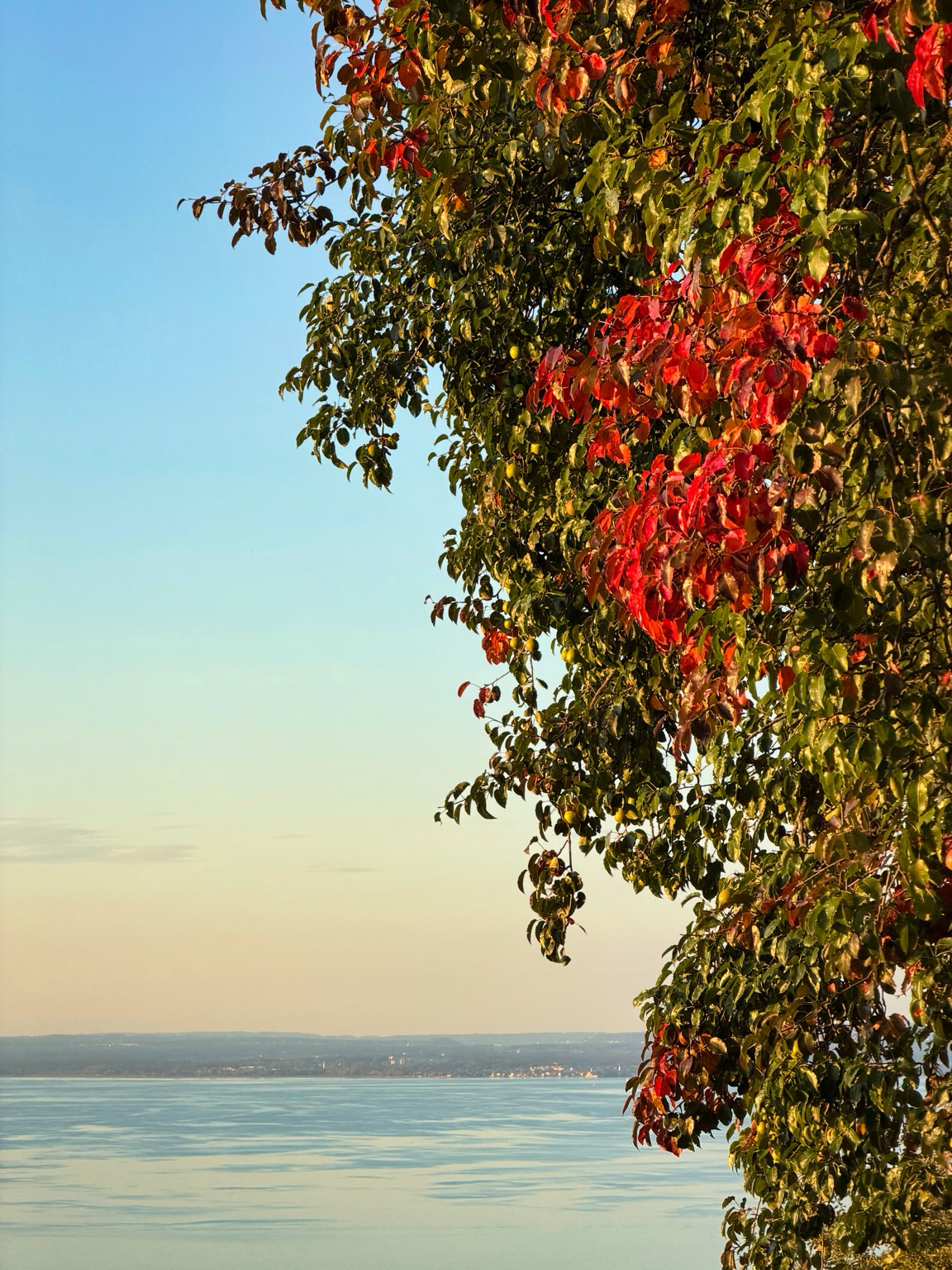 erste rote blätter am obstbaum