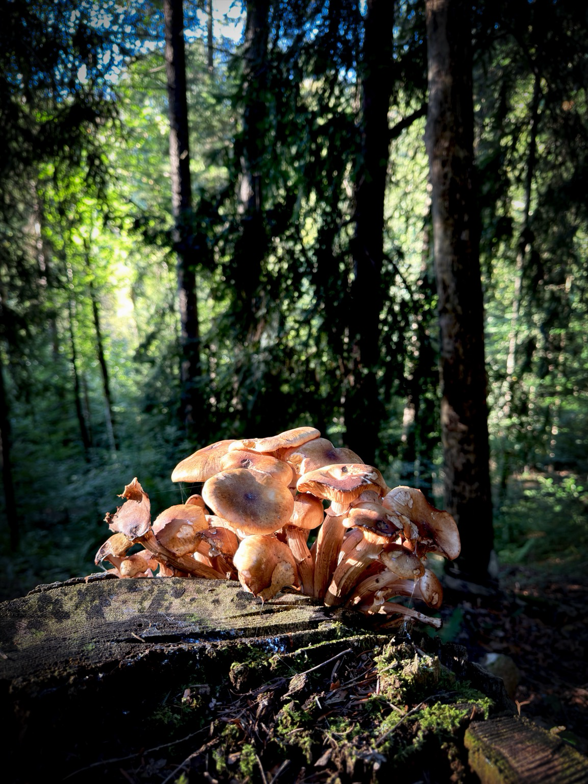eine gruppe von pilzen auf einem baustamm im wald werden beschienen