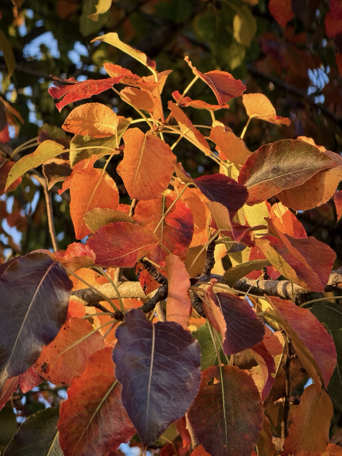 gelb-rot verfärbte blätter des birnbaumes