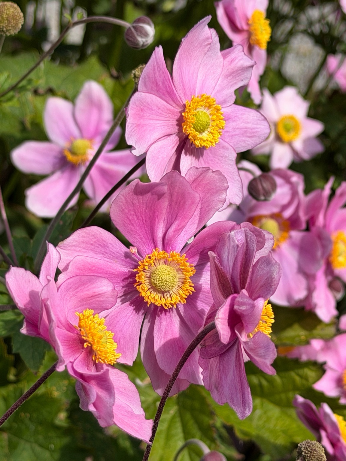 eine gruppe rosa blüten