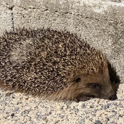 rloff@theforkiverse.com