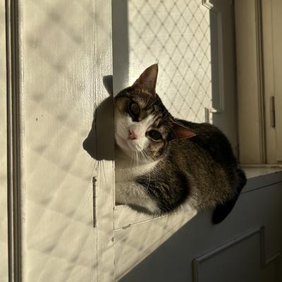 ani@theforkiverse.com